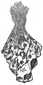 muschelkleid